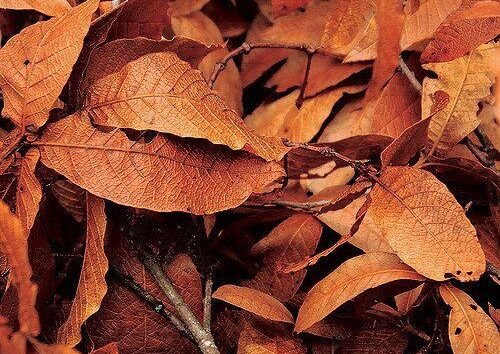 Brown leaves by jrsnchzhrs via flickr
