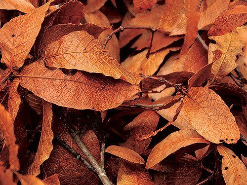 Brown leaves by jrsnchzhrs via flickr