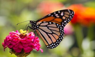 butterfly-by-conal-gallagher-via-flickr
