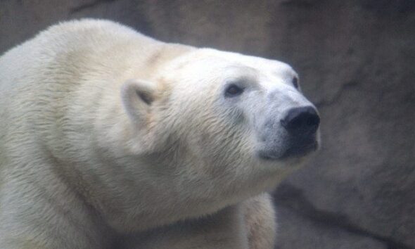 Canon EOS REBEL T1i-2011_09_08 15_22_04_90 by Jamie Zeschke via flickr