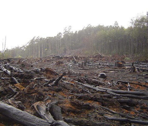 Deforestation by Crustmania via flickr