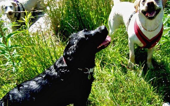 dogs-by-dave-goodman-via-flickr