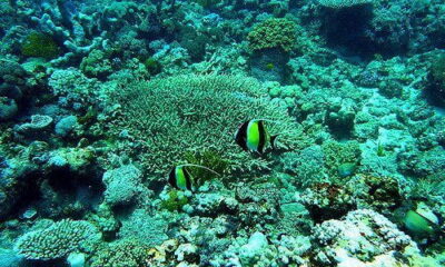 great-barrier-reef-34-by-eulinky-via-flickr