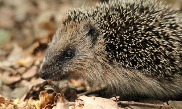 HEDGEHOG by mil bostock via flickr