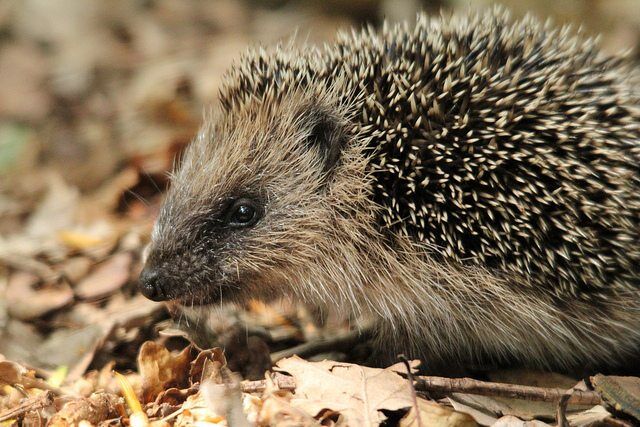 HEDGEHOG by mil bostock via flickr