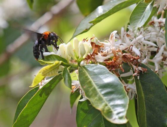 Ten Policies To Protect Vital Pollinators Revealed By Scientists