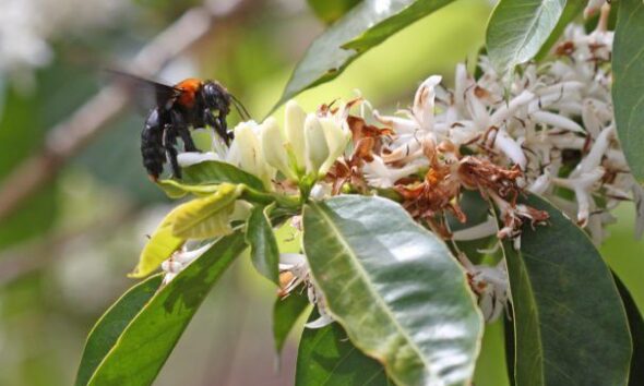Ten Policies To Protect Vital Pollinators Revealed By Scientists