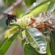 Ten Policies To Protect Vital Pollinators Revealed By Scientists