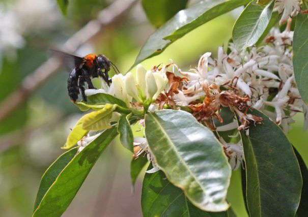 Ten Policies To Protect Vital Pollinators Revealed By Scientists