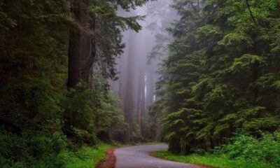 road-through-forest