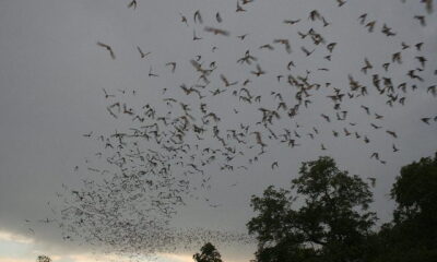 bats flying by U.S. Fish and Wildlife Service Headquarters via flickr