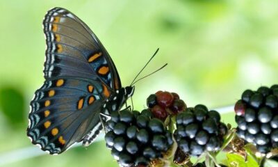 butterfly by heidi via flickr