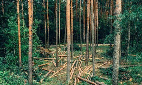 logged pines in forest by barnimages.com via flickr