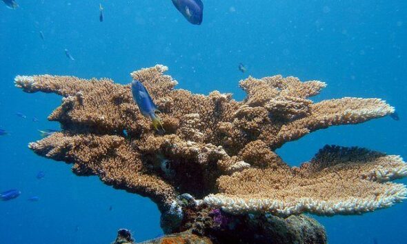 reef0787 by NOAA photo library via flickr
