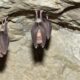 Roosting Bats