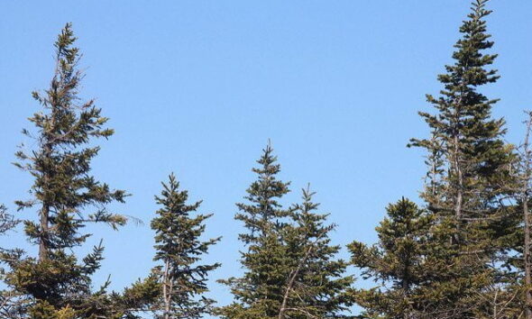 trees by andy arthur via flickr