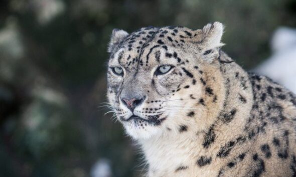Snow Leopards Seen With Quadruplets!