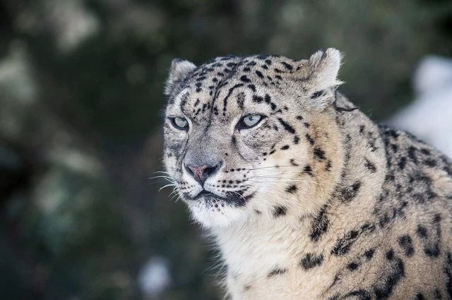 Snow Leopards Seen With Quadruplets!