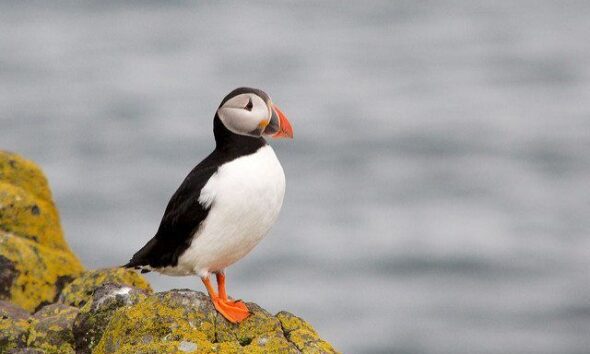 Scottish Wildlife Trust Searching For New Chair Of Council