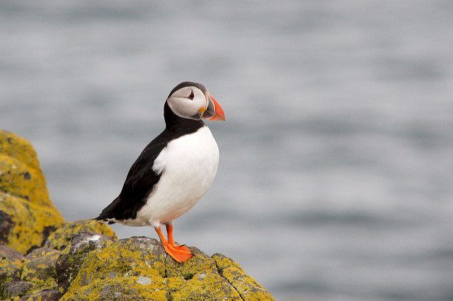 Scottish Wildlife Trust Searching For New Chair Of Council