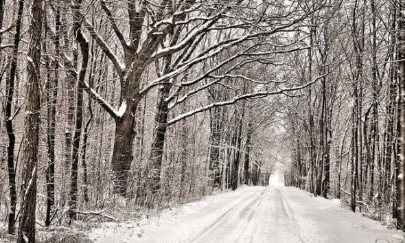 Discover Your Local 'Capability' Brown Landscape This Winter