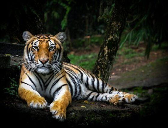 Short Prison Sentences & Small Fines May Not Stop Tiger Poachers