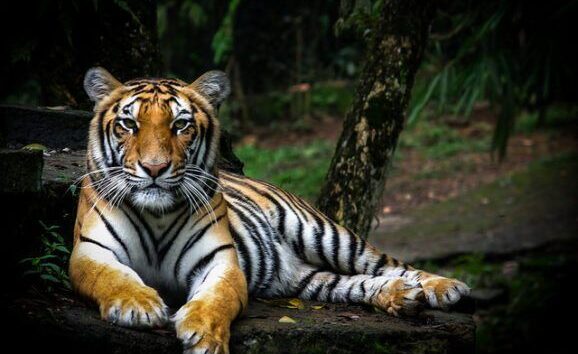 Short Prison Sentences & Small Fines May Not Stop Tiger Poachers