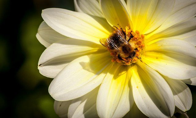 Leading Wildlife And Environment Groups Call For Retention Of Neonic Pesticides Ban