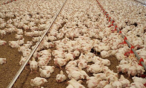 Broileritila by Oikeutta elaimille via flickr