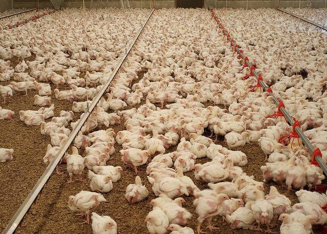 10 facts you should know about factory-farmed chickens