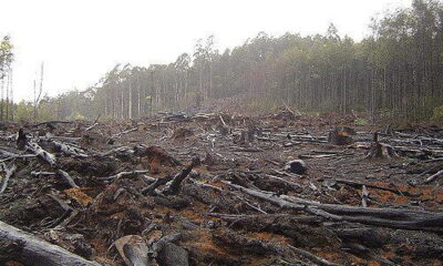 Deforestation by Crustmania via flickr