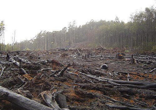 Deforestation by Crustmania via flickr