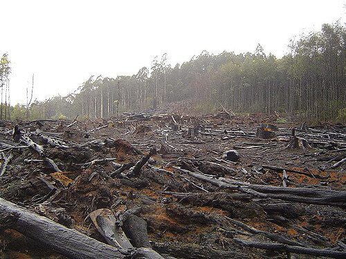 Deforestation by Crustmania via flickr