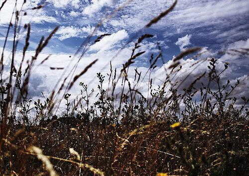 Heath by Petras Gagilas via flickr