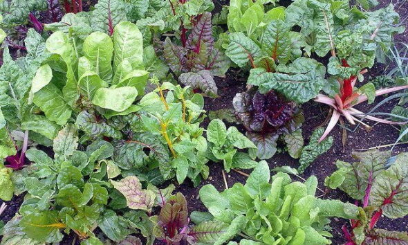 vegetable-garden-by-nick-saltmarsh-via-flickr