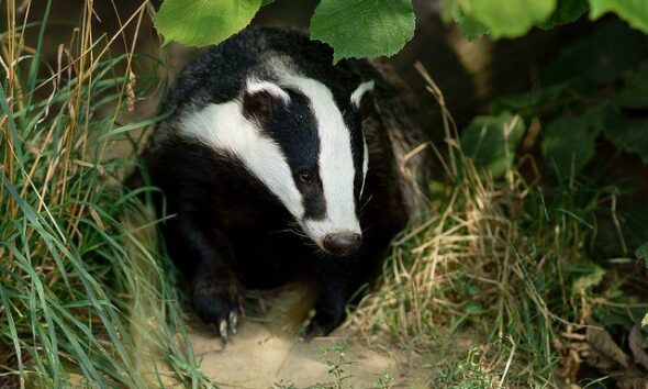 badger by peter trimming via flickr