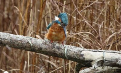 Mystery Images Of A Kingfisher In Montrose