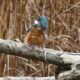 Mystery Images Of A Kingfisher In Montrose