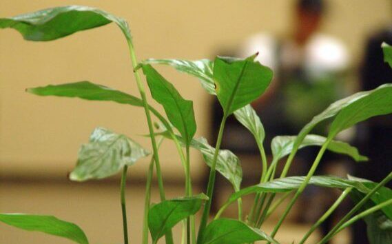 office-plant-by-genildo-marcelo-via-freeimages