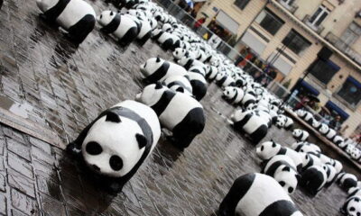 pandas by dochewbacca via flickr
