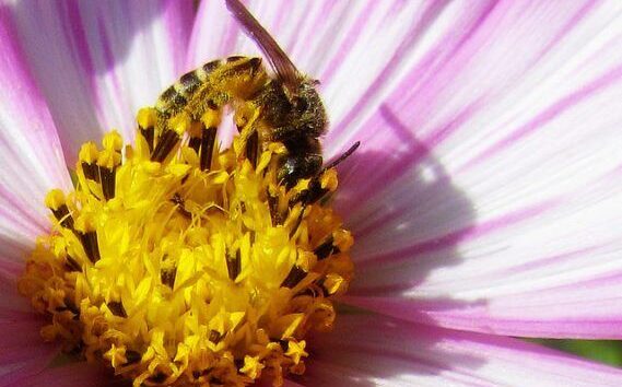 New Friends Of The Earth Report Warns Of Need To Extend Pesticide Restrictions