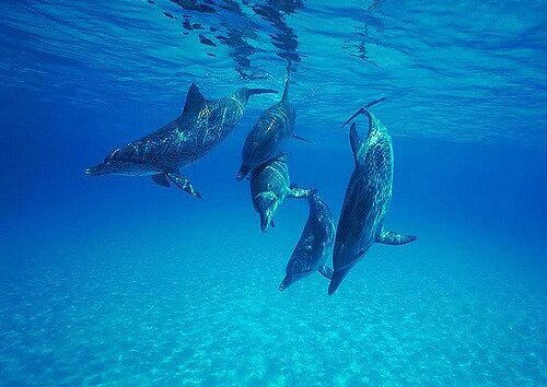 Porpoises And Dolphins Have Been Washing Ashore In Cornwall