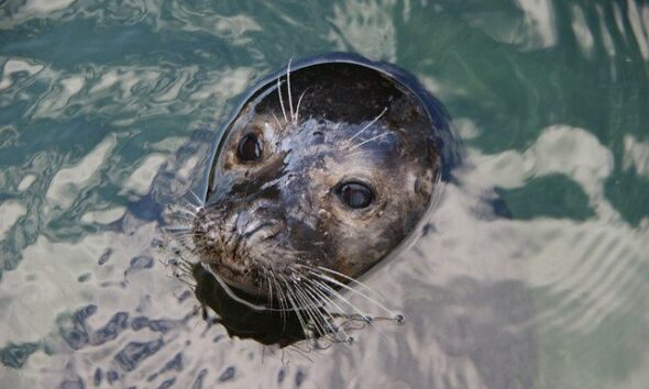A Warming Arctic Is Putting Freshwater Seals At Risk