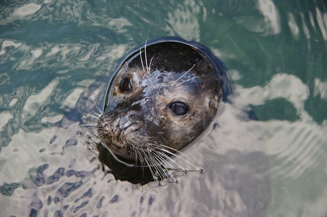 A Warming Arctic Is Putting Freshwater Seals At Risk