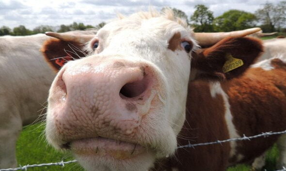Cow, Tetworth, Cambridgeshire by Orangeaurochs via flickr