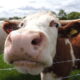 Cow, Tetworth, Cambridgeshire by Orangeaurochs via flickr
