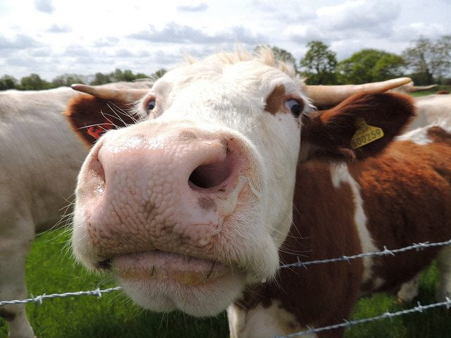 Cow, Tetworth, Cambridgeshire by Orangeaurochs via flickr