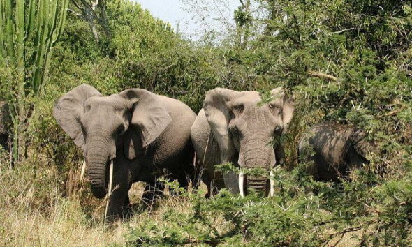 Elephant by snarglebarf via flickr