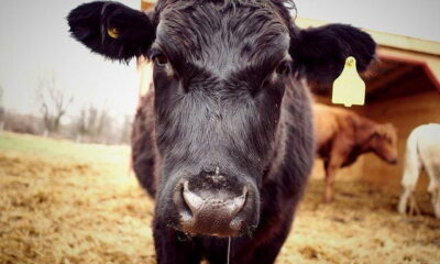 cow by Y'amal via flickr