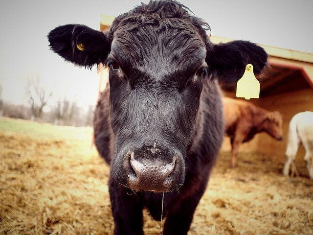 cow by Y'amal via flickr